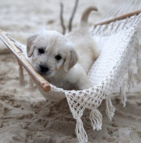 Pet  Hammock for Dog, Cat or Doll - hand made in Central America